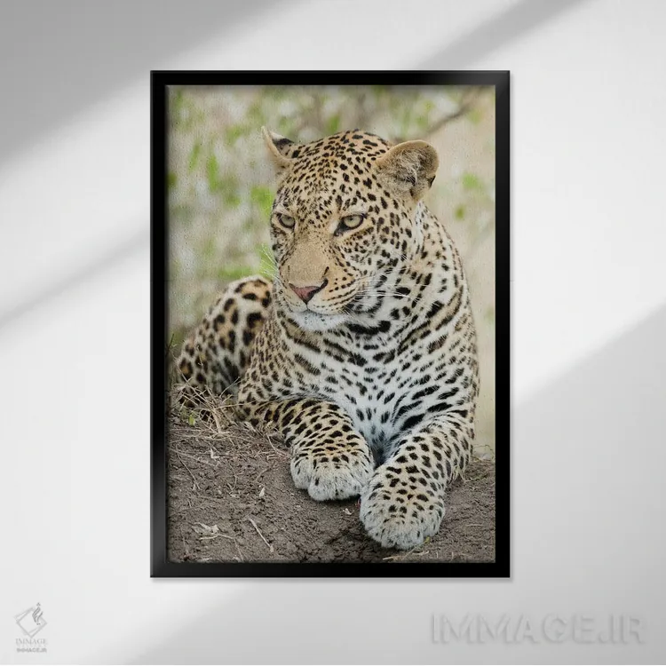 تابلو دکوراتیو پلنگ آفریقایی، کنیا، آفریقا اثر جو و مری ان مک دونالد - نمای قابدار مشکی