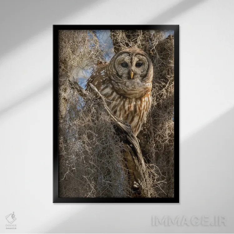 تابلو دکوراتیو جغد راه راه روی درخت، فلوریدا، آمریکا اثر جو و مری ان مک دونالد - نمای قابدار مشکی