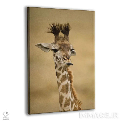 تابلو دکوراتیو آفریقا، کنیا، ماسای مارا، اوپرمارا، زرافه ماسای… اثر جو و مری ان مک دونالد - نمای پرسپکتیو محصول