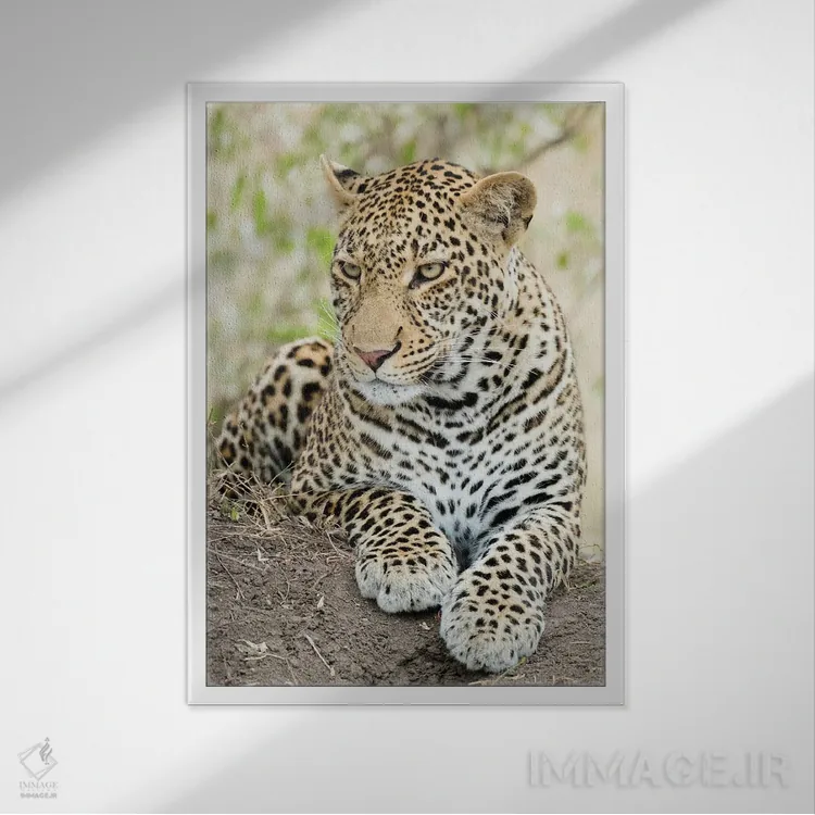 تابلو دکوراتیو پلنگ آفریقایی، کنیا، آفریقا اثر جو و مری ان مک دونالد - نمای قابدار سفید