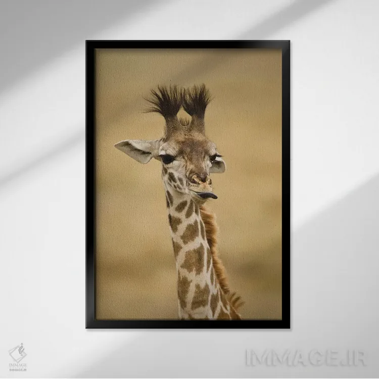 تابلو دکوراتیو آفریقا، کنیا، ماسای مارا، اوپرمارا، زرافه ماسای… اثر جو و مری ان مک دونالد - نمای قابدار مشکی