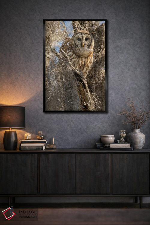 تابلو دکوراتیو جغد راه راه روی درخت، فلوریدا، آمریکا اثر جو و مری ان مک دونالد - D2B