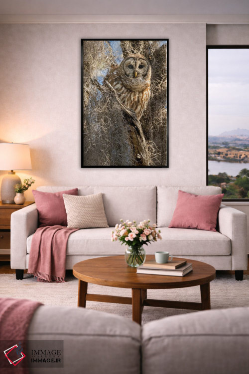 تابلو دکوراتیو جغد راه راه روی درخت، فلوریدا، آمریکا اثر جو و مری ان مک دونالد - D4B