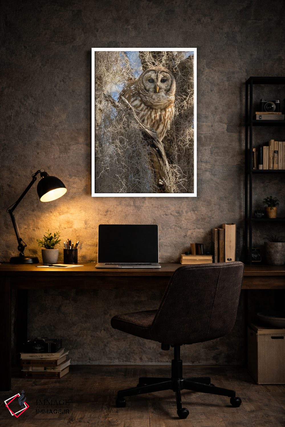 تابلو دکوراتیو جغد راه راه روی درخت، فلوریدا، آمریکا اثر جو و مری ان مک دونالد - D6W