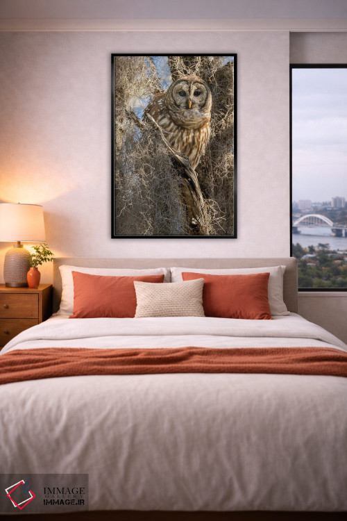 تابلو دکوراتیو جغد راه راه روی درخت، فلوریدا، آمریکا اثر جو و مری ان مک دونالد - D5B