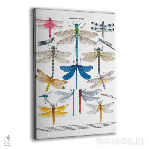تابلو دکوراتیو سنجاقک ها اثر میشل کمپل - نمای پرسپکتیو محصول