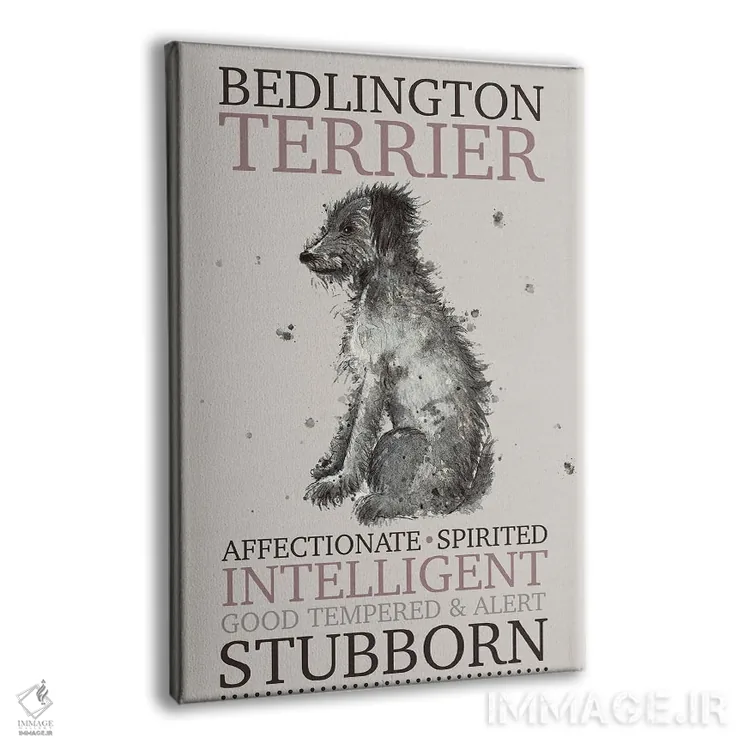 تابلو دکوراتیو ویژگی های سگ نژاد بدلینگتون تریر اثر میشل کمپل - نمای پرسپکتیو محصول