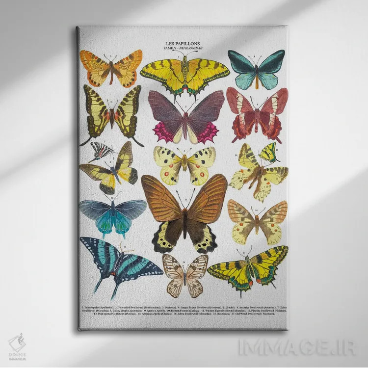 تابلو دکوراتیو پروانه ها اثر میشل کمپل - نمای روبهرو روی دیوار