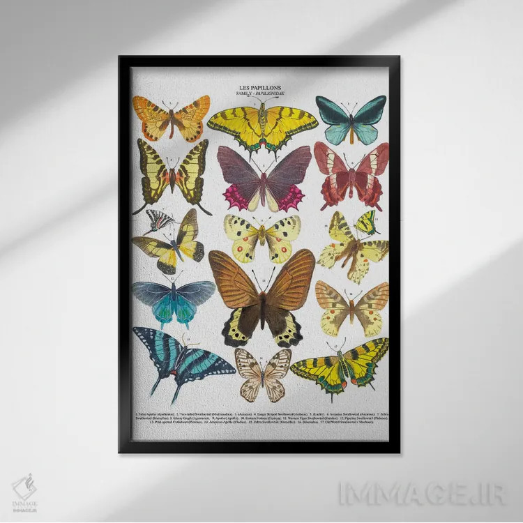 تابلو دکوراتیو پروانه ها اثر میشل کمپل - نمای قابدار مشکی