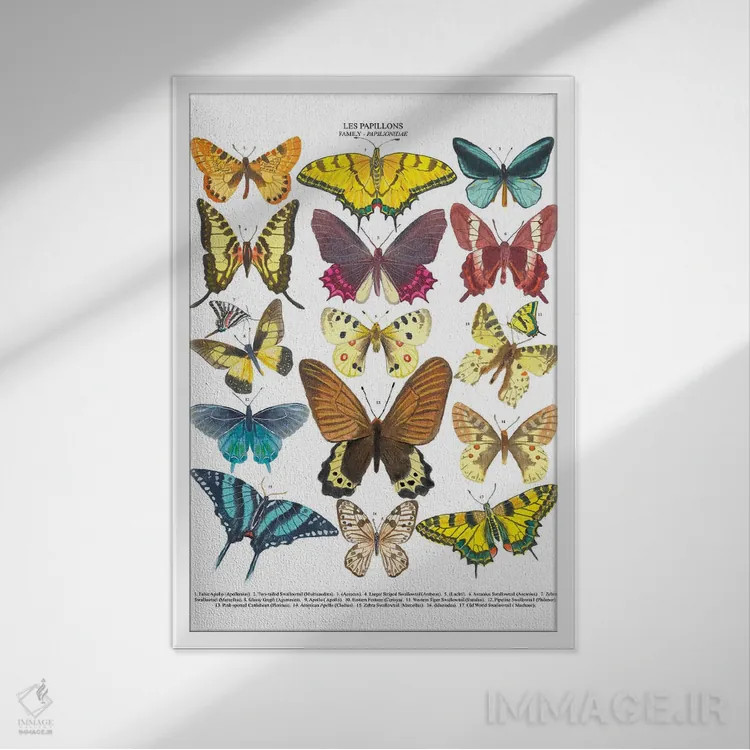 تابلو دکوراتیو پروانه ها اثر میشل کمپل - نمای قابدار سفید