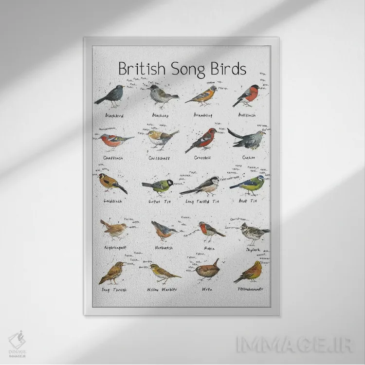 تابلو مدرن پرندگان آوازخوان بریتانیا اثر میشل کمپل - نمای قابدار سفید