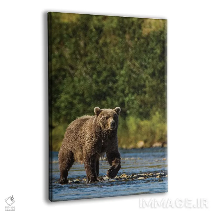 تابلو دکوراتیو خرس گریزلی یا قهوه ای ، رودخانه مورین، پارک و منطقه حفاظت… اثر مایکل دفریتاس - نمای پرسپکتیو محصول