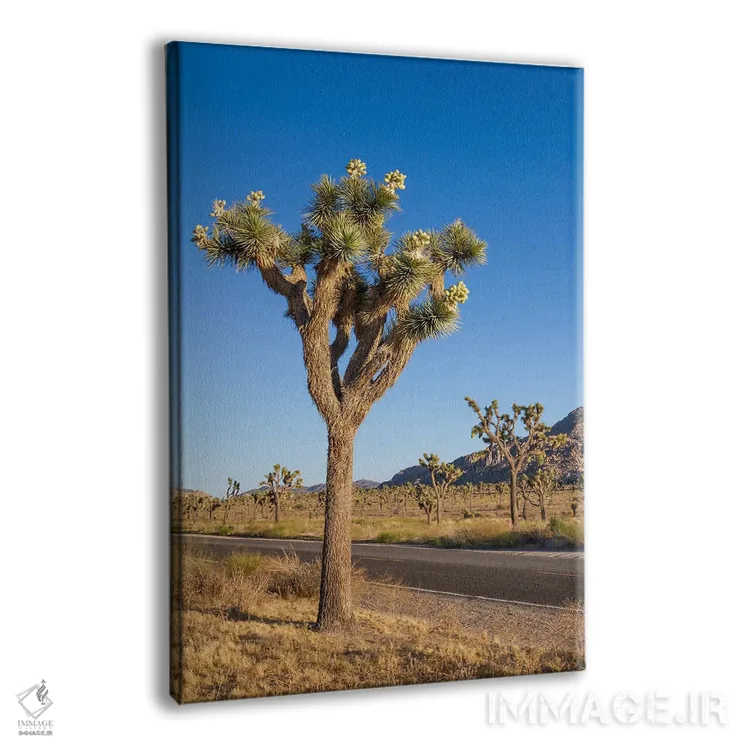 تابلو دکوراتیو درخت جاشوا کنار بلوار پارک اثر ملانی ویولا - نمای پرسپکتیو محصول