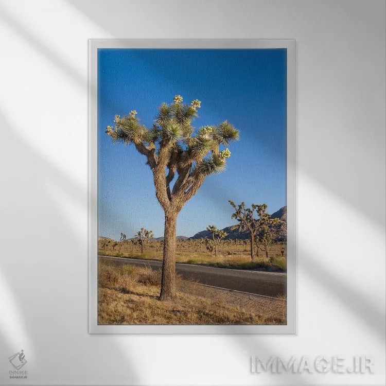 تابلو دکوراتیو درخت جاشوا کنار بلوار پارک اثر ملانی ویولا - نمای قابدار سفید