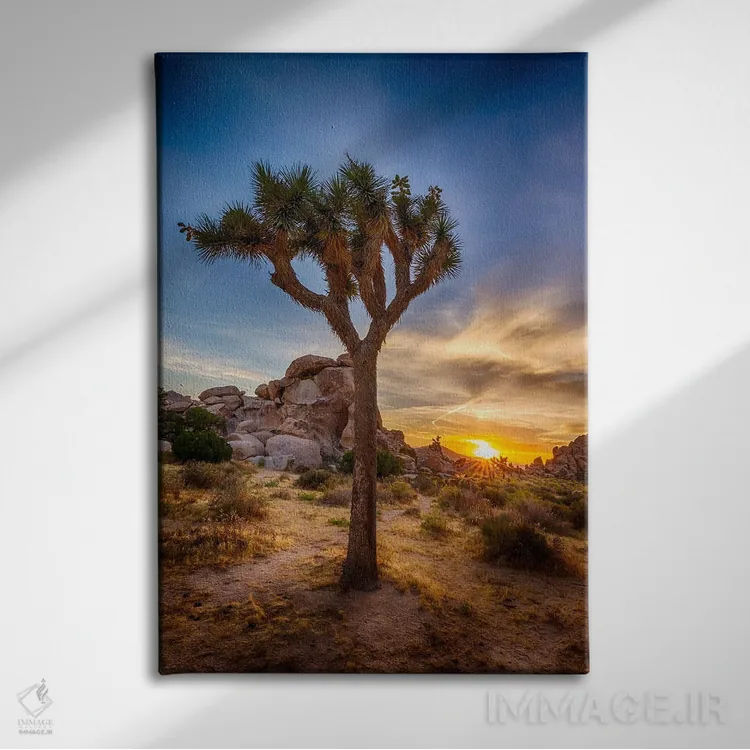تابلو دکوراتیو غروب دلنشین در پارک ملی جاشوا تری اثر ملانی ویولا - نمای روبهرو روی دیوار