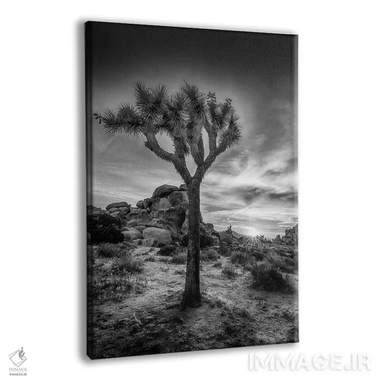 تابلو دکوراتیو غروب دل انگیز در پارک ملی جاشوا تری اثر ملانی ویولا - نمای پرسپکتیو محصول