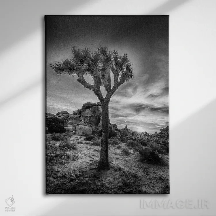 تابلو دکوراتیو غروب دل انگیز در پارک ملی جاشوا تری اثر ملانی ویولا - نمای روبهرو روی دیوار