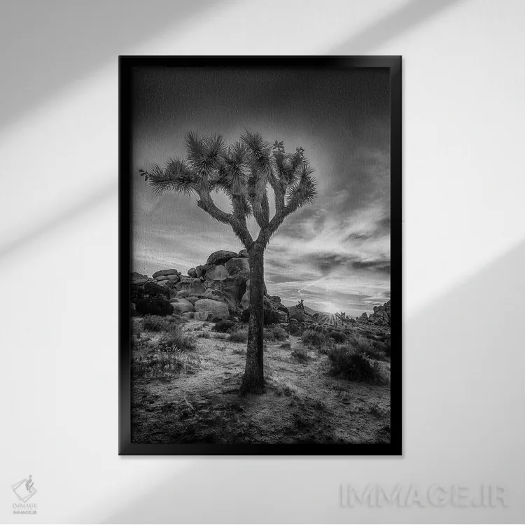 تابلو دکوراتیو غروب دل انگیز در پارک ملی جاشوا تری اثر ملانی ویولا - نمای قابدار مشکی