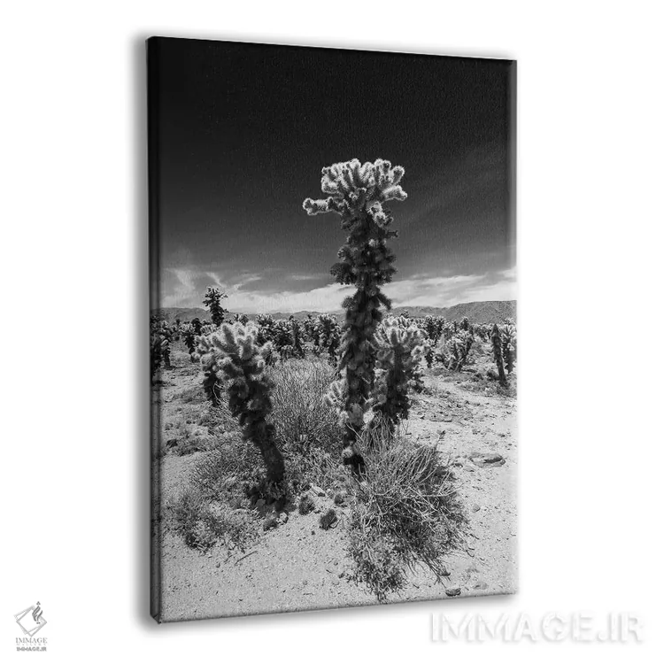 تابلو دکوراتیو باغ کاکتوس چولا، پارک ملی جاشوا تری اثر ملانی ویولا - نمای پرسپکتیو محصول