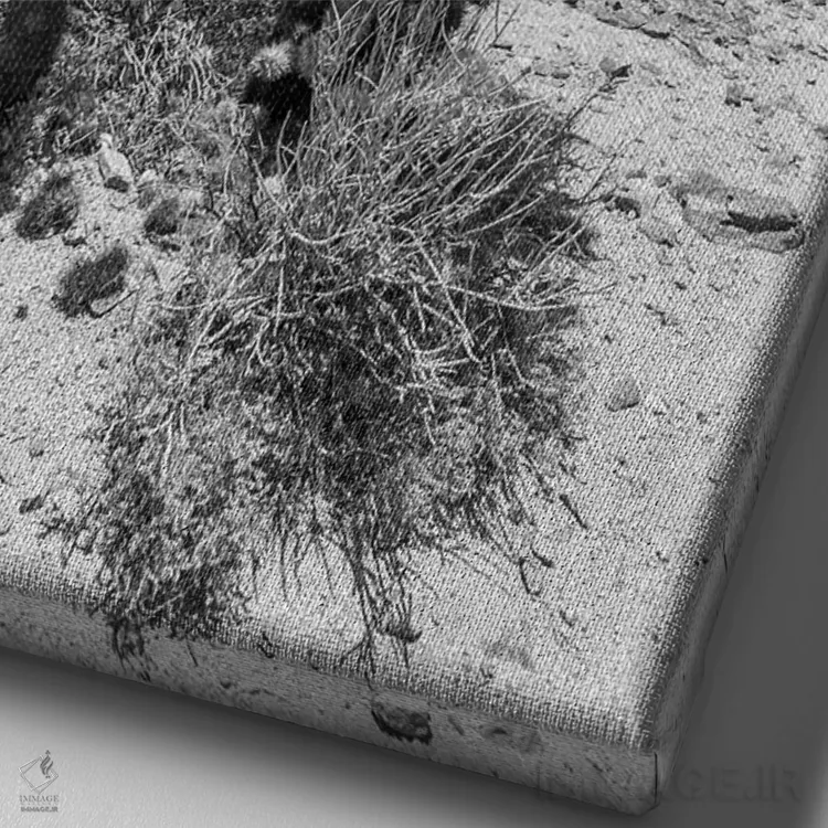 تابلو دکوراتیو باغ کاکتوس چولا، پارک ملی جاشوا تری اثر ملانی ویولا - نمای نزدیک بافت بوم