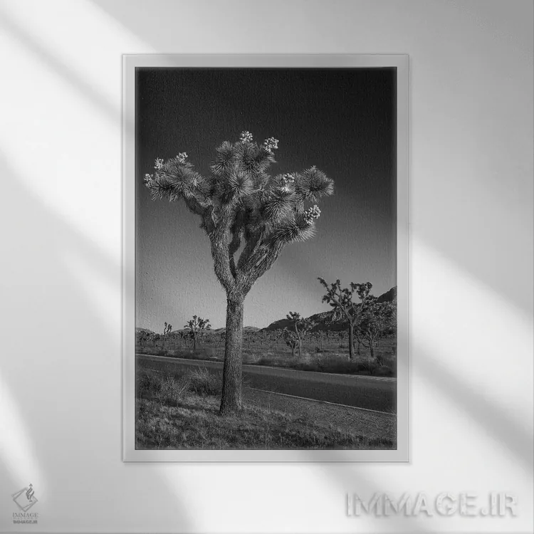 تابلو دکوراتیو بلوار پارک و جاشوا تری اثر ملانی ویولا - نمای قابدار سفید