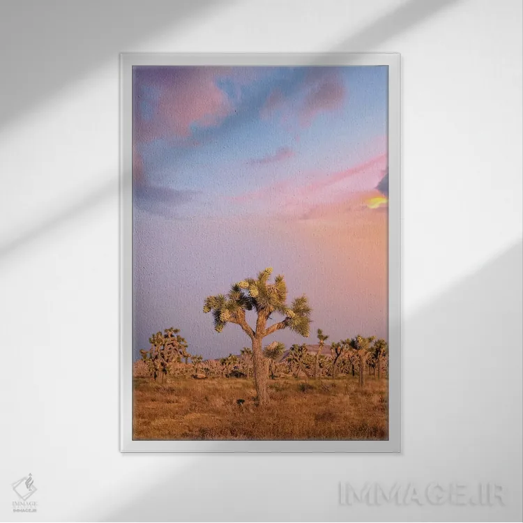 تابلو دکوراتیو غروب دل انگیز در پارک ملی جاشوا تری اثر ملانی ویولا - نمای قابدار سفید