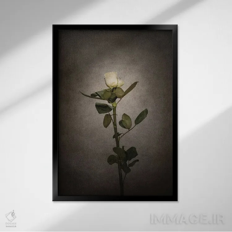 تابلو دکوراتیو رز سفید ظریف اثر ملانی ویولا - نمای قابدار مشکی