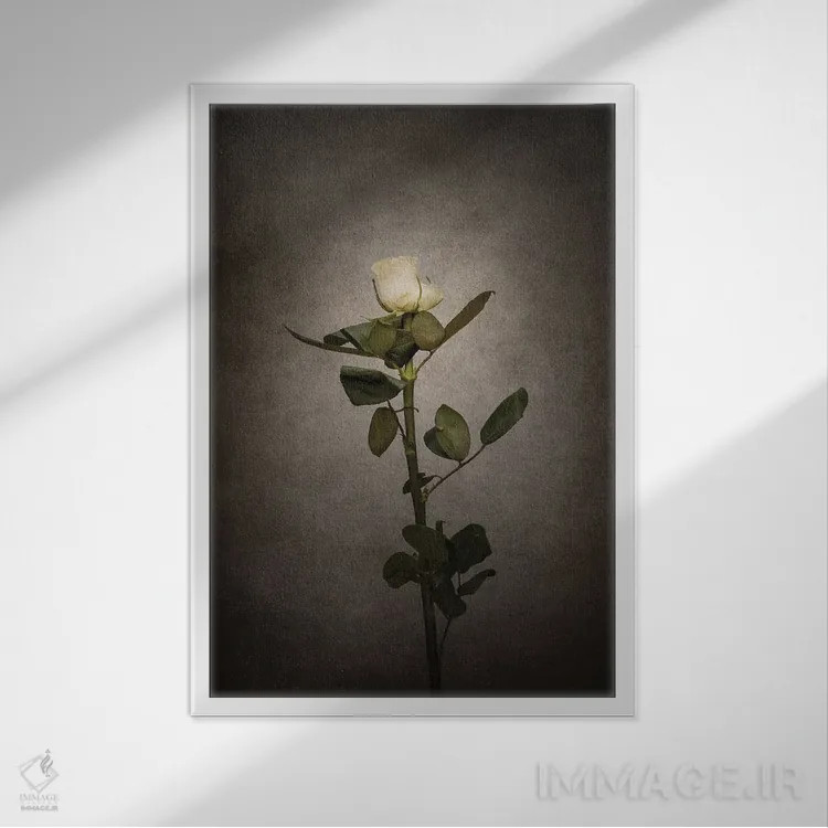 تابلو دکوراتیو رز سفید ظریف اثر ملانی ویولا - نمای قابدار سفید