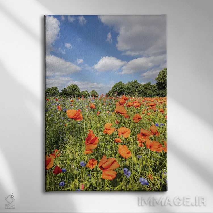 تابلو دکوراتیو مزرعه شقایق با گل گندم اثر ملانی ویولا - نمای روبهرو روی دیوار