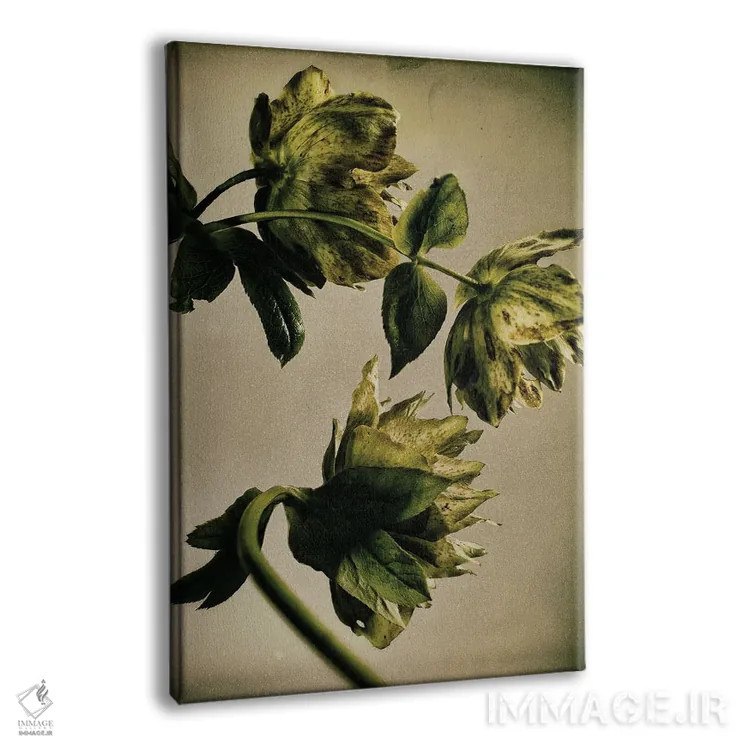 تابلو دکوراتیو گل خربق LXXIII اثر مایکل فرانک - نمای پرسپکتیو محصول