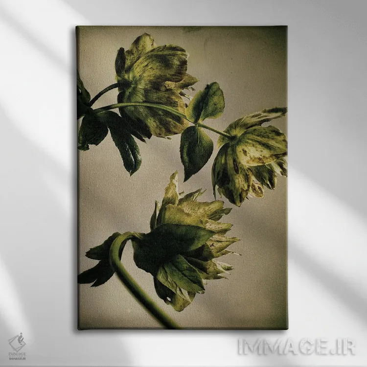 تابلو دکوراتیو گل خربق LXXIII اثر مایکل فرانک - نمای روبهرو روی دیوار