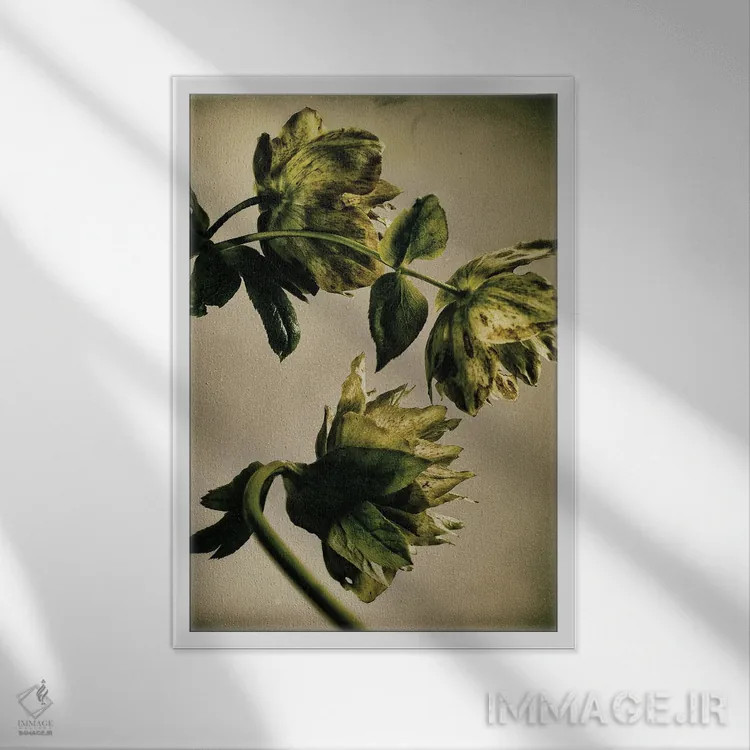 تابلو دکوراتیو گل خربق LXXIII اثر مایکل فرانک - نمای قابدار سفید