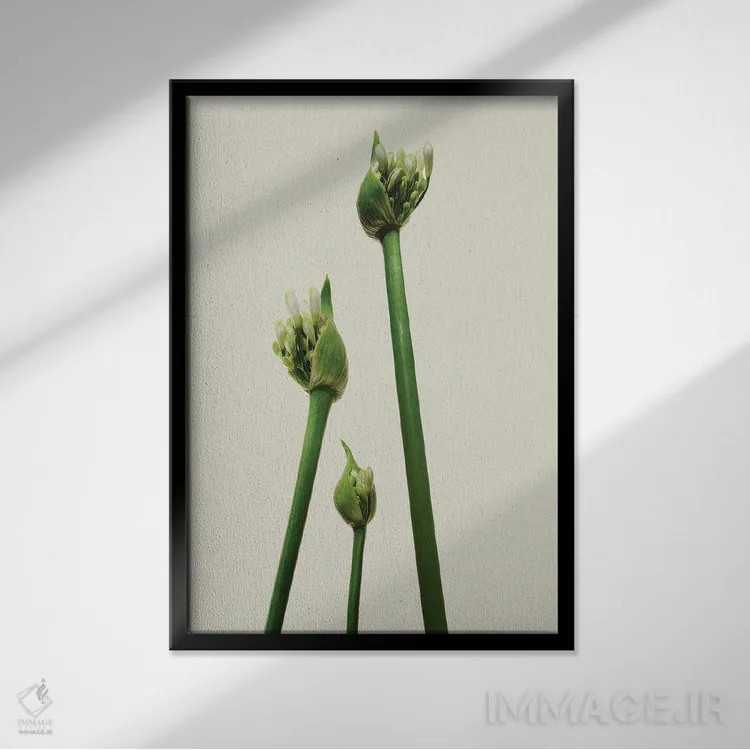 تابلو دکوراتیو سه آگاپانتوس اثر مایکل فرانک - نمای قابدار مشکی