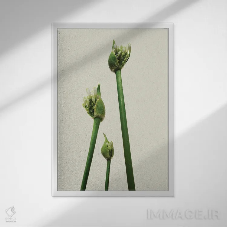 تابلو دکوراتیو سه آگاپانتوس اثر مایکل فرانک - نمای قابدار سفید