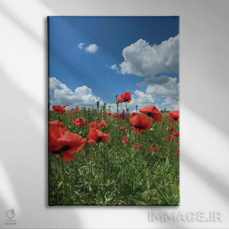 تابلو دکوراتیو شقایق های قرمز وحشی روی مزرعه ۳ اثر مایک کیف - نمای روبهرو روی دیوار