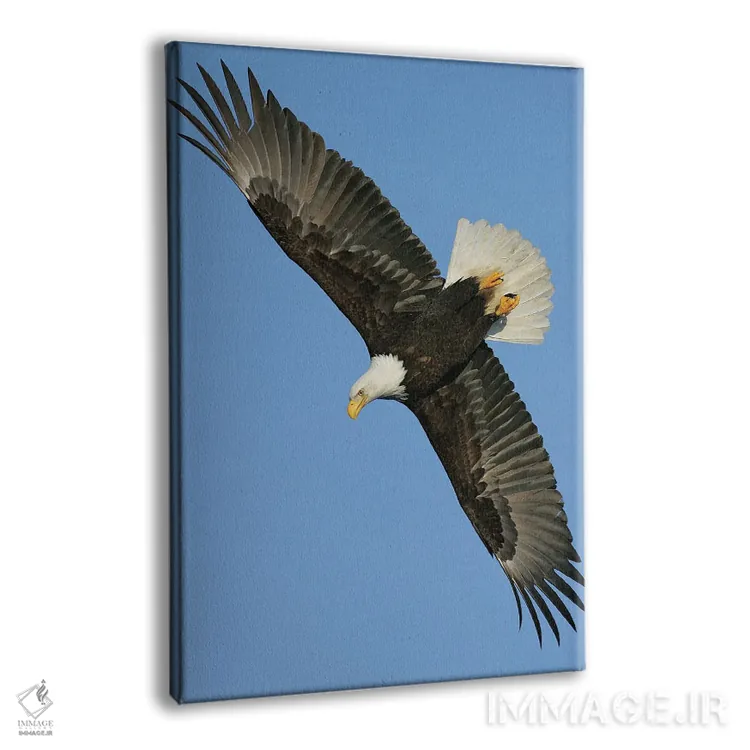 تابلو دکوراتیو عقاب آلاسکا ۳ اثر میگل لاسا - نمای پرسپکتیو محصول