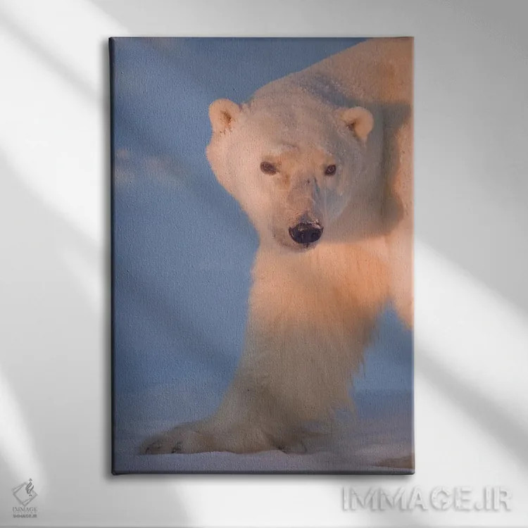 تابلو دکوراتیو خرس های قطبی کانادا ۲۹ اثر میگل لاسا - نمای روبهرو روی دیوار