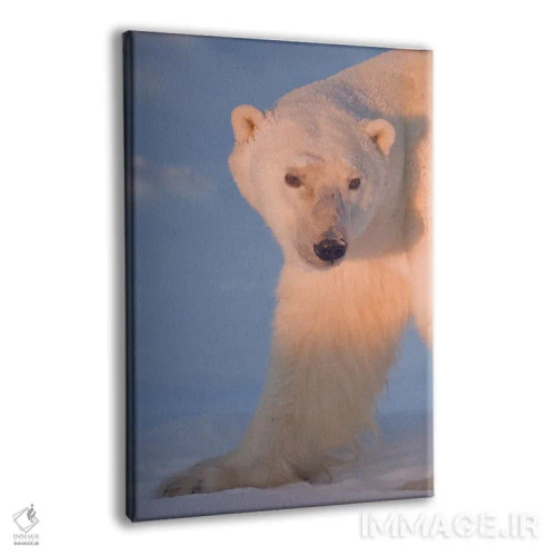 تابلو دکوراتیو خرس های قطبی کانادا ۲۹ اثر میگل لاسا - نمای پرسپکتیو محصول