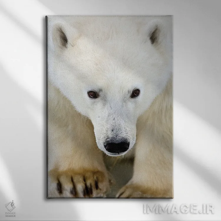 تابلو دکوراتیو خرس های قطبی کانادا ۵۳ اثر میگل لاسا - نمای روبهرو روی دیوار