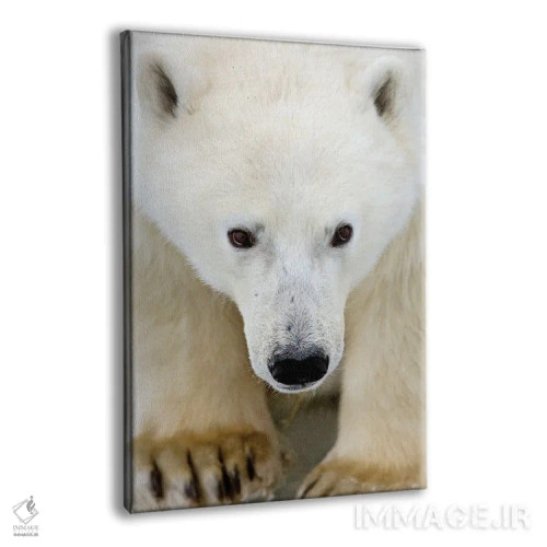 تابلو دکوراتیو خرس های قطبی کانادا ۵۳ اثر میگل لاسا - نمای پرسپکتیو محصول