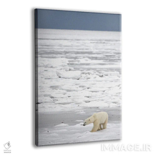 تابلو دکوراتیو خرس های قطبی کانادا ۲۱ اثر میگل لاسا - نمای پرسپکتیو محصول