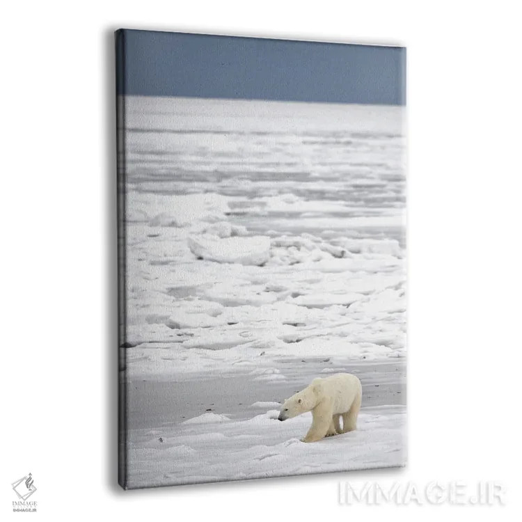 تابلو دکوراتیو خرس های قطبی کانادا ۲۱ اثر میگل لاسا - نمای پرسپکتیو محصول