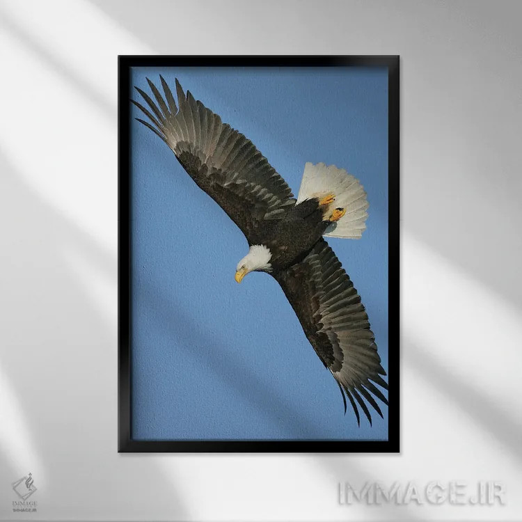 تابلو دکوراتیو عقاب آلاسکا ۳ اثر میگل لاسا - نمای قابدار مشکی