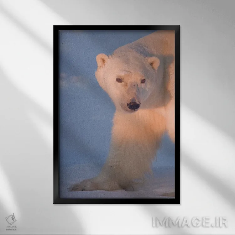 تابلو دکوراتیو خرس های قطبی کانادا ۲۹ اثر میگل لاسا - نمای قابدار مشکی