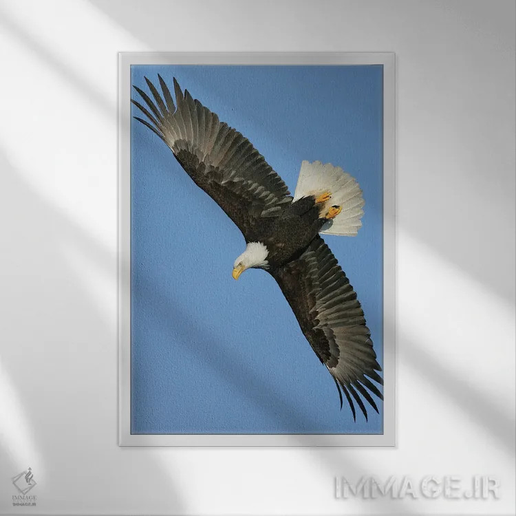تابلو دکوراتیو عقاب آلاسکا ۳ اثر میگل لاسا - نمای قابدار سفید