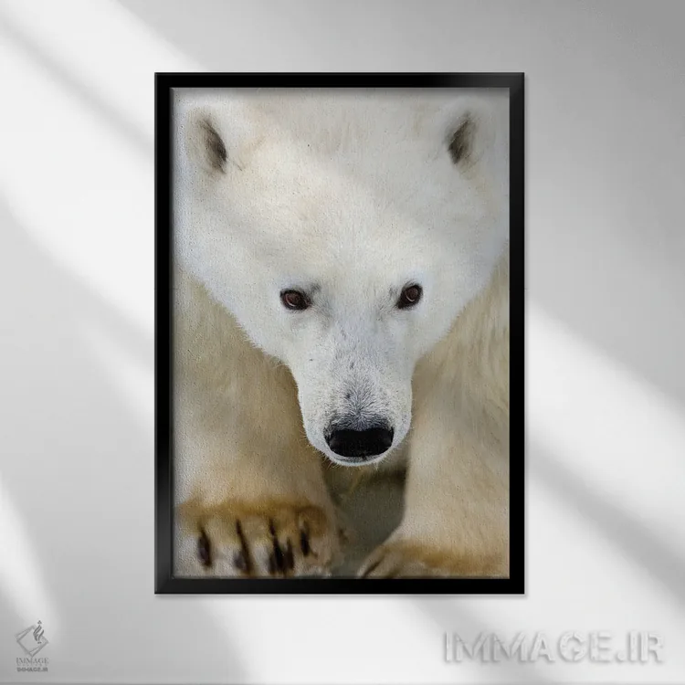 تابلو دکوراتیو خرس های قطبی کانادا ۵۳ اثر میگل لاسا - نمای قابدار مشکی