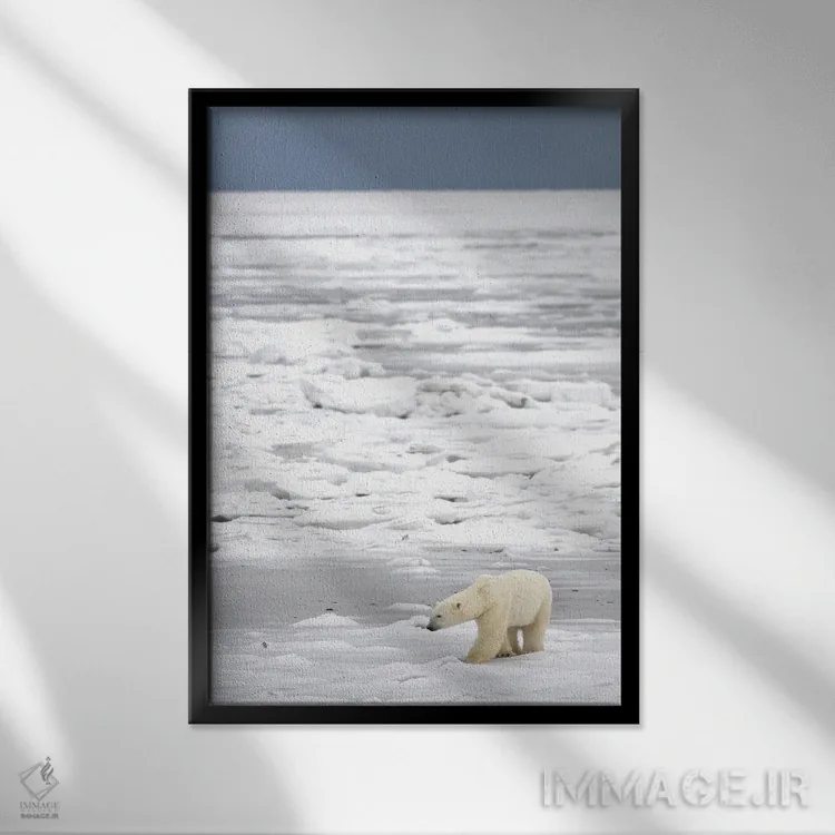 تابلو دکوراتیو خرس های قطبی کانادا ۲۱ اثر میگل لاسا - نمای قابدار مشکی