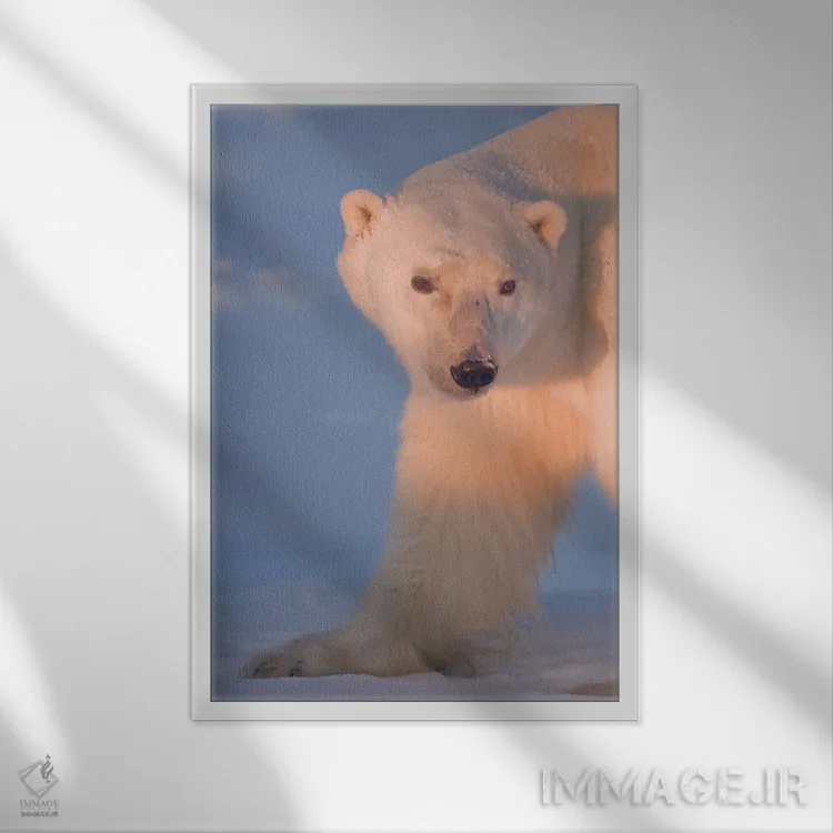 تابلو دکوراتیو خرس های قطبی کانادا ۲۹ اثر میگل لاسا - نمای قابدار سفید