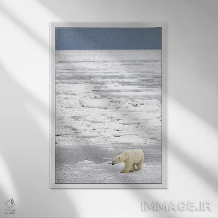 تابلو دکوراتیو خرس های قطبی کانادا ۲۱ اثر میگل لاسا - نمای قابدار سفید