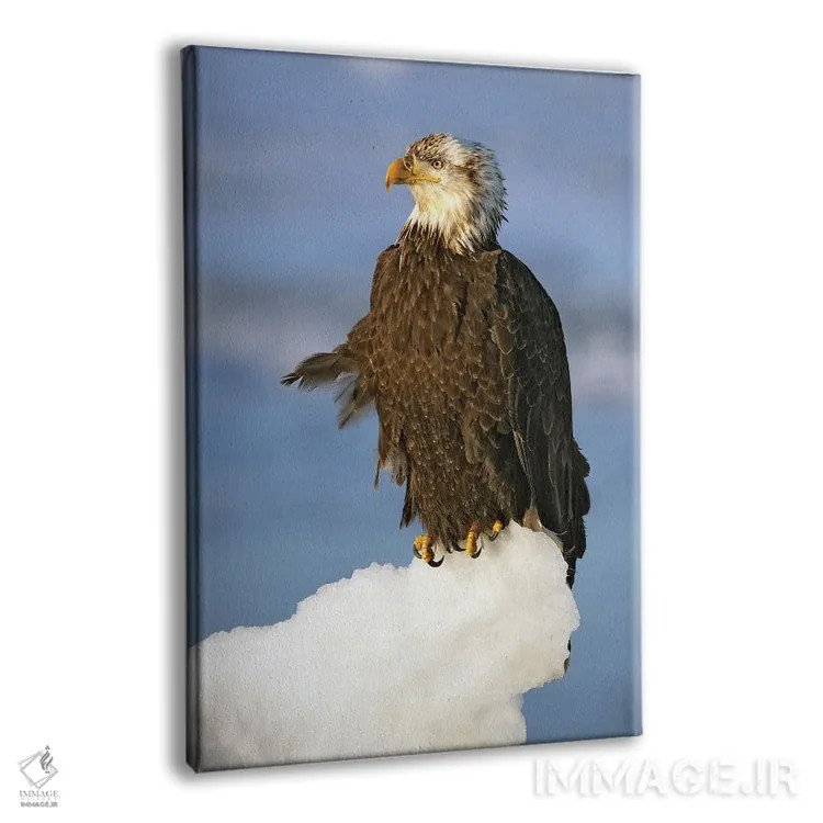 تابلو دکوراتیو عقاب ها آلاسکا ۴ اثر میگل لاسا - نمای پرسپکتیو محصول